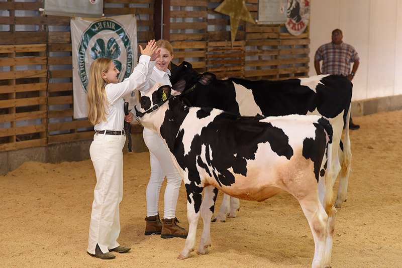 showing dairy heifers