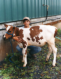 Ayrshire calf