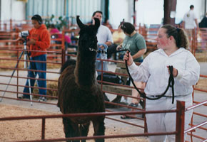 girl shows a llama