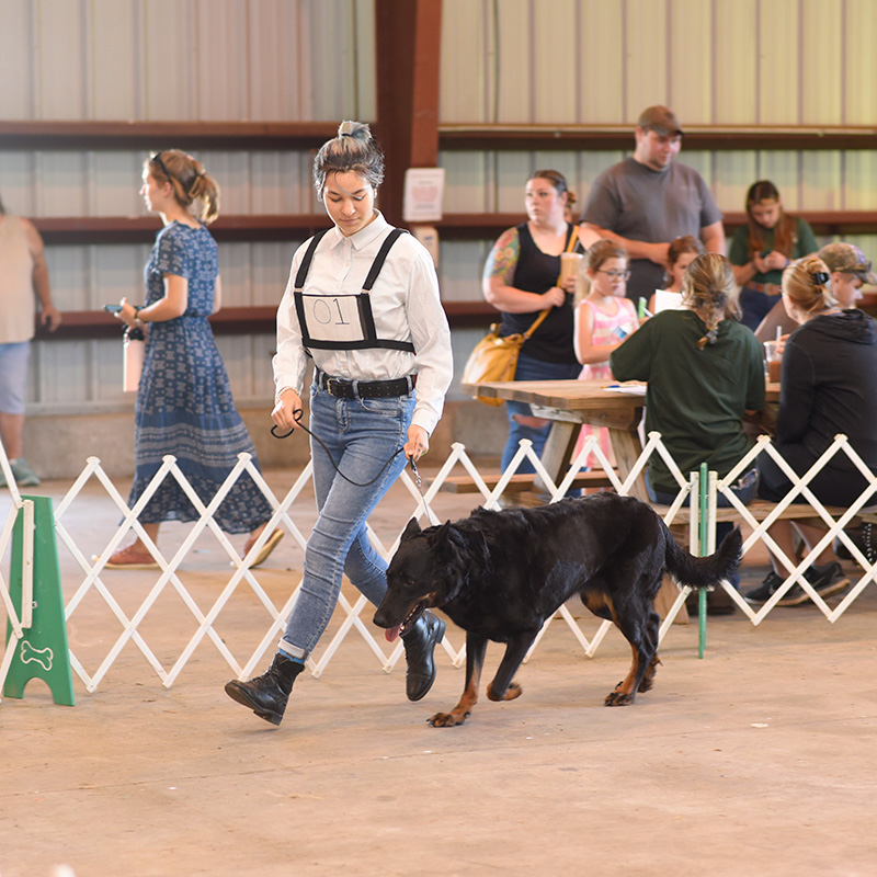 Premier Showmanship Dog