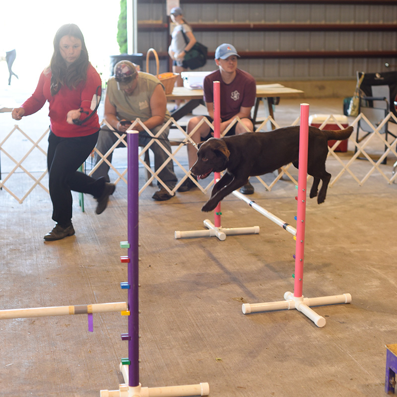 Dog Show Leaping