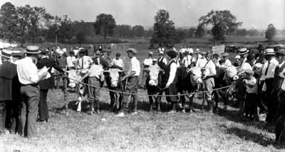 judging ring for beef cattle behind rope