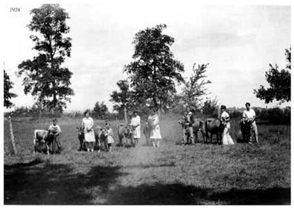 girls and boys with dairy heifers in front of tall trees