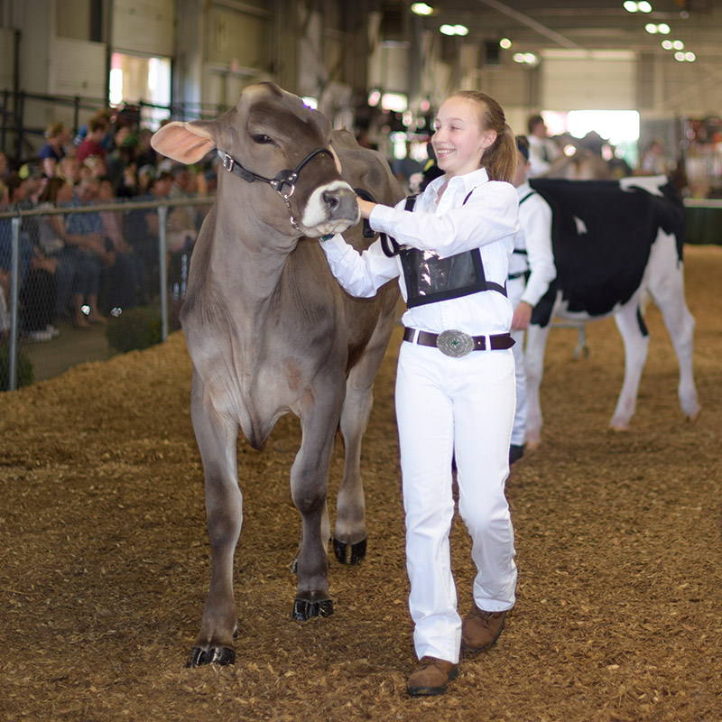 Connecticut dairy showman at the Big-E