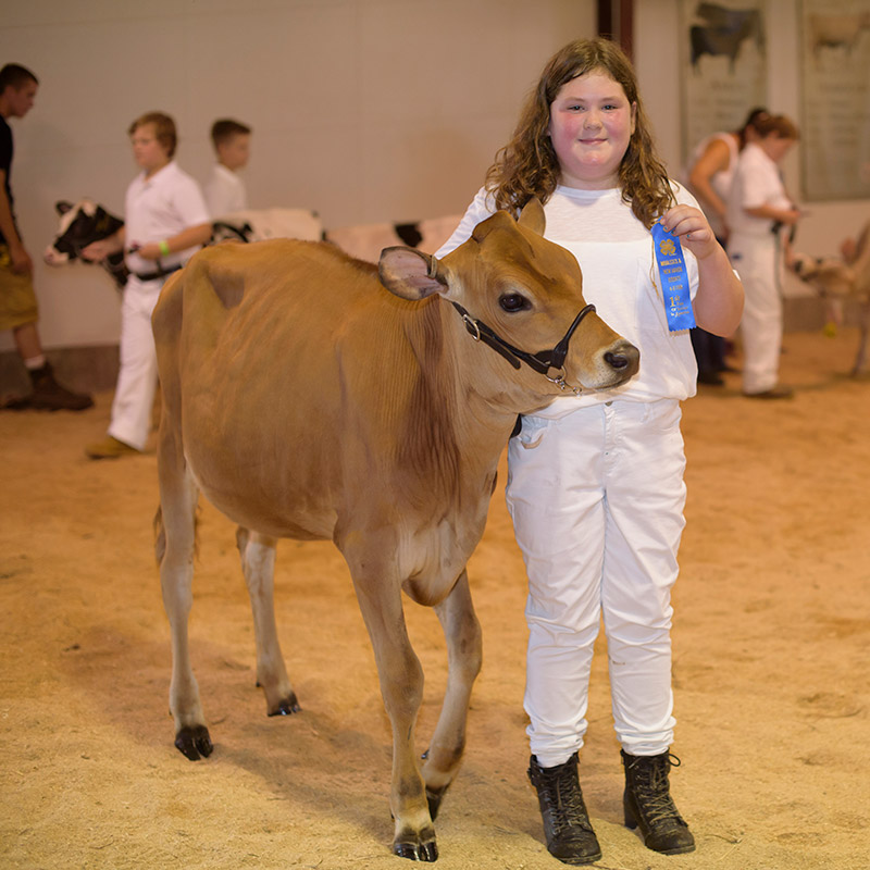jersey heifer shown by girl with blue ribbon