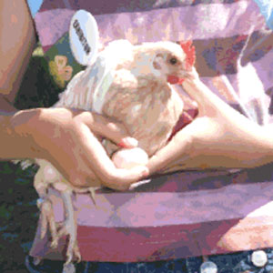 chicken and egg in youth hands