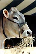 cow eating hay