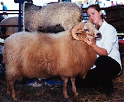 sheep with curved horns