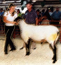 Stacey shows sheep
